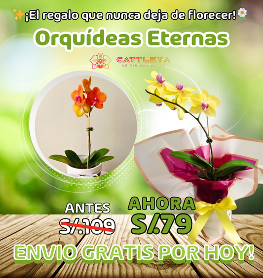 Decoración Viva 🌸🌺: Orquídeas y/o Anturios Tú Decides